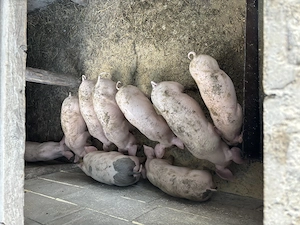 Purcei de 8 saptamani.Rasa de carne marele alb cu pietran - imagine 5