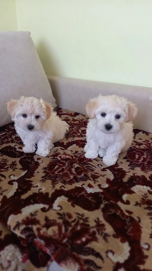 Bichon maltez pui