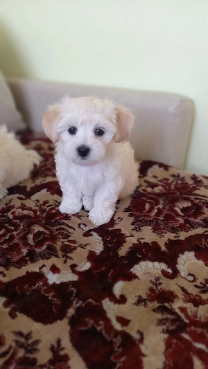 Bichon maltez pui - imagine 3