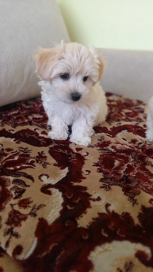 Bichon maltez pui - imagine 2