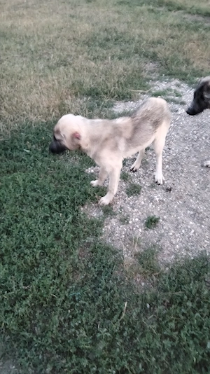Vand doua femele Kangal de 5 luni - imagine 3