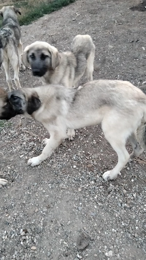 Vand doua femele Kangal de 5 luni - imagine 2