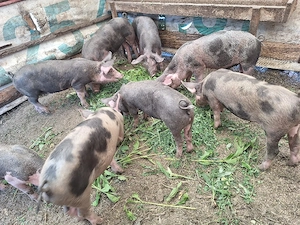 purcei de 12 săptămâni 