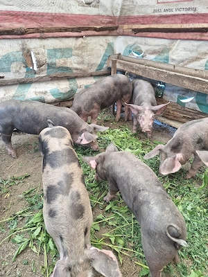 purcei de 12 săptămâni  - imagine 4