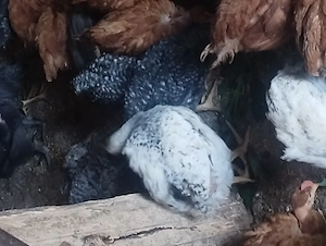 Pui de găină de vinzare 