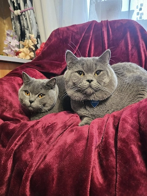 British Shorthair  - imagine 3