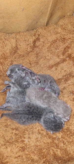 British Shorthair  - imagine 2