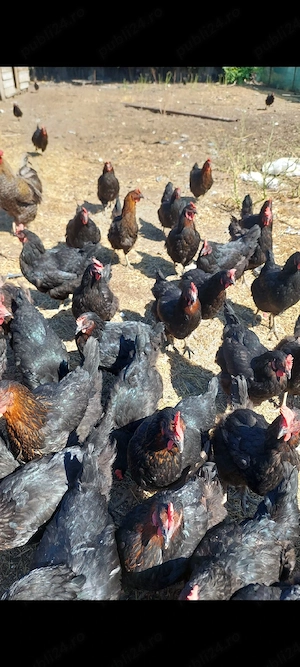 gaini rasa moravia 38 lei bucata 