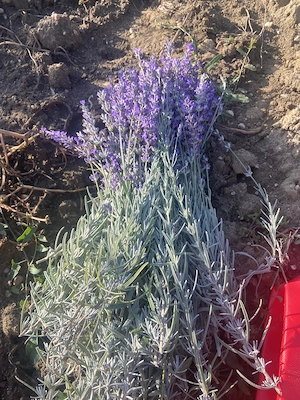 Domeniu cu casa renovata  si anexa , plantație de lavanda , panouri fotovoltaice de 5kw si baterie - imagine 8
