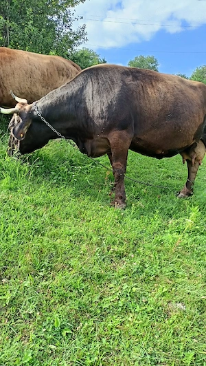 De vânzare vacă brună   rog seriozitate