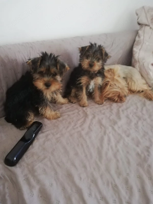 Vand catelusi Yorkshire Terrier