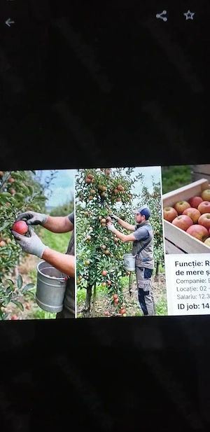 Se  caută urgent cupluri in Austria 
