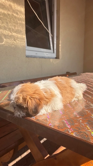Căței shih tzu - imagine 3