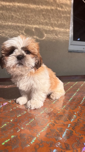 Căței shih tzu - imagine 2