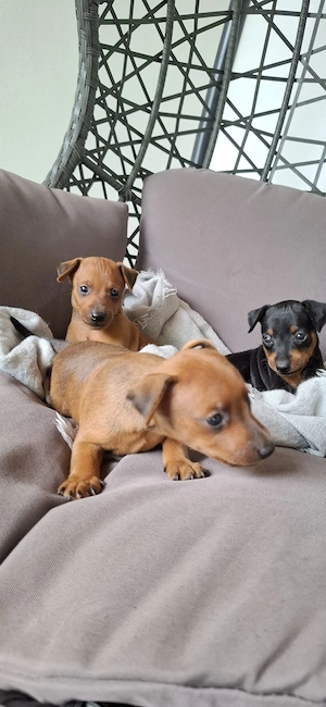 Pinscher Pitic toy - imagine 4