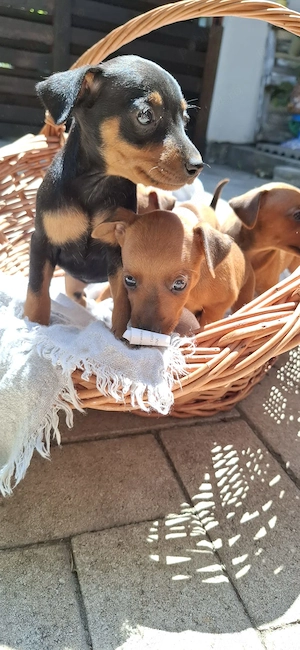 Pinscher Pitic toy - imagine 2