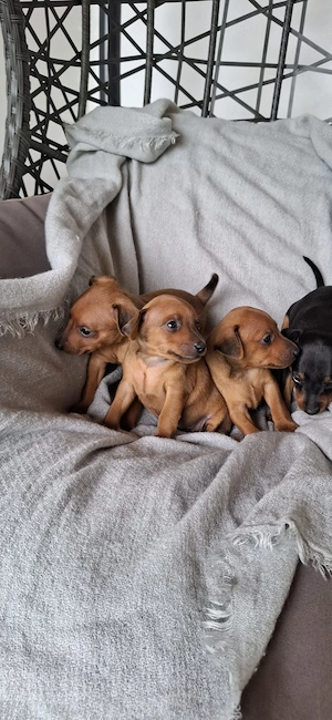 Pinscher Pitic toy - imagine 3