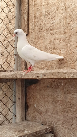 Voiajori German,Jucatori de Amara, Juc.BIRMINGHAM,Calarasi,Voltat englez,Tobosar arab - imagine 5