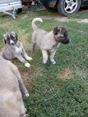 Kangal de vanzare - imagine 2