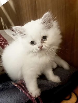 British shorthair Longhair - imagine 4