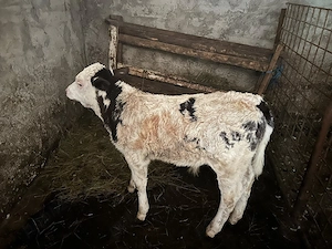 Vând vacă tanara cu vițel  - imagine 4