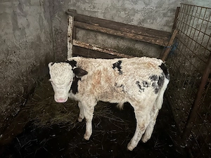 Vând vacă tanara cu vițel  - imagine 5