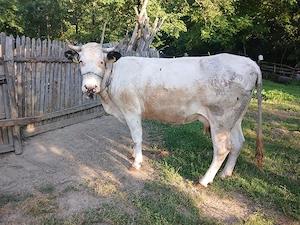 Vând vacă tanara cu vițel 