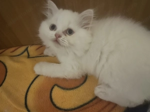 British shorthair Longhair - imagine 3