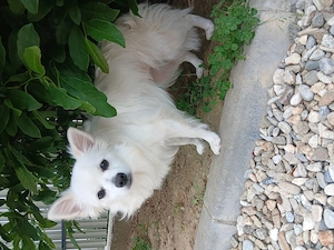 Ofer spre adoptie catelusa pomeranian spitz 
