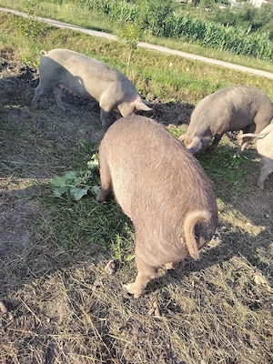 Disponibili pentru sacrificat  - imagine 2