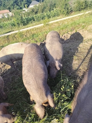 Disponibili pentru sacrificat  - imagine 4
