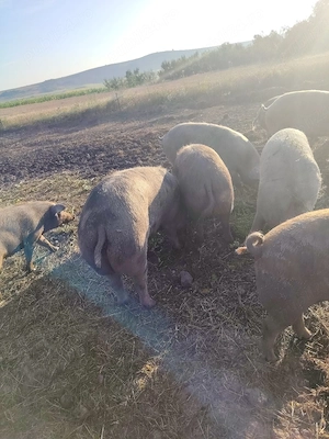 Disponibili pentru sacrificat 