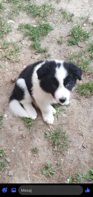 Doi băieți border collie  - imagine 5