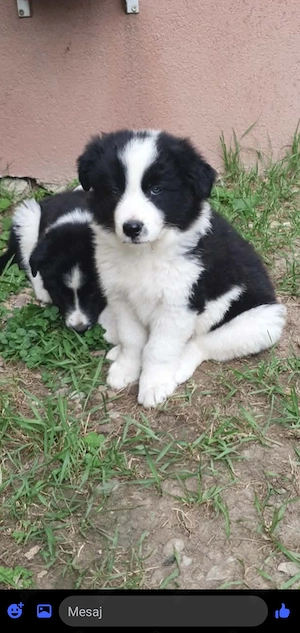 Doi băieți border collie  - imagine 4
