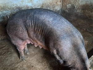 Scroafe duroc pentru sacrificat - imagine 3