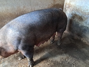 Scroafe duroc pentru sacrificat - imagine 2