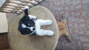 Doi băieți border collie  - imagine 2