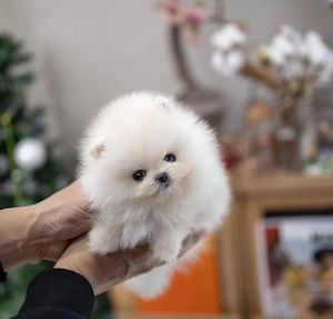 Pomeranian mini
