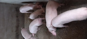 De vanzare pietrain+landrace