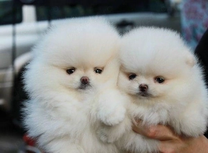 Pomeranian talie mica baiat si fata - imagine 2