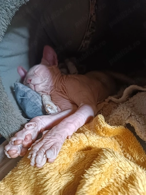 Pui pisică Sphynx  Sfinx  - 500 Lei Negociabil - imagine 3