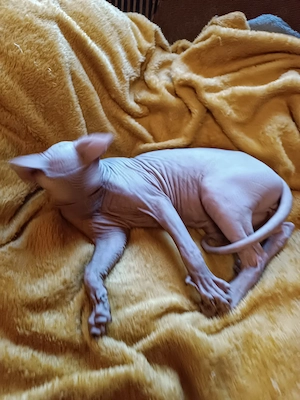Pui pisică Sphynx  Sfinx  - 500 Lei Negociabil - imagine 2
