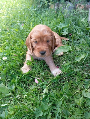 Vând coker spaniel foarte jucăuși și frumoși!  - imagine 2