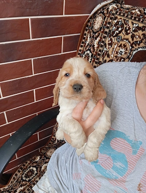 Vând coker spaniel foarte jucăuși și frumoși!  - imagine 5