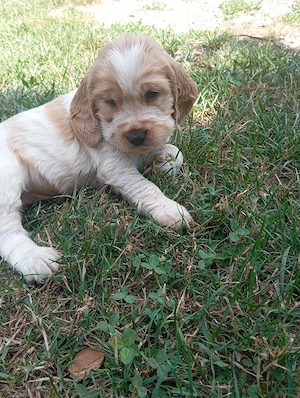 Vând coker spaniel foarte jucăuși și frumoși! 