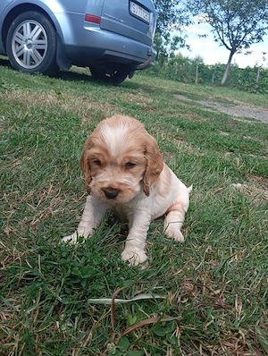 Vând coker spaniel foarte jucăuși și frumoși!  - imagine 4