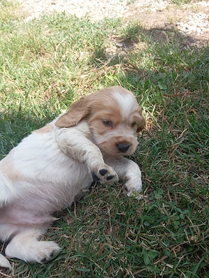 Vând coker spaniel foarte jucăuși și frumoși!  - imagine 3