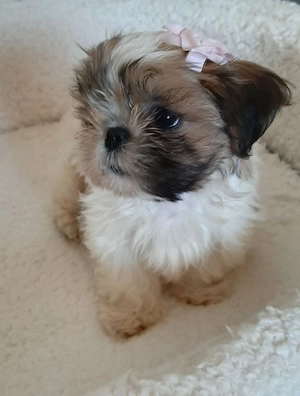 Shih tzu baieței și fetițe 