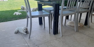 Cățelușa golden retriever  - imagine 3