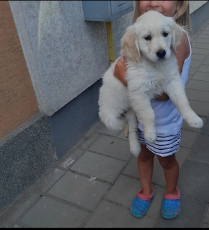 Cățelușa golden retriever  - imagine 2